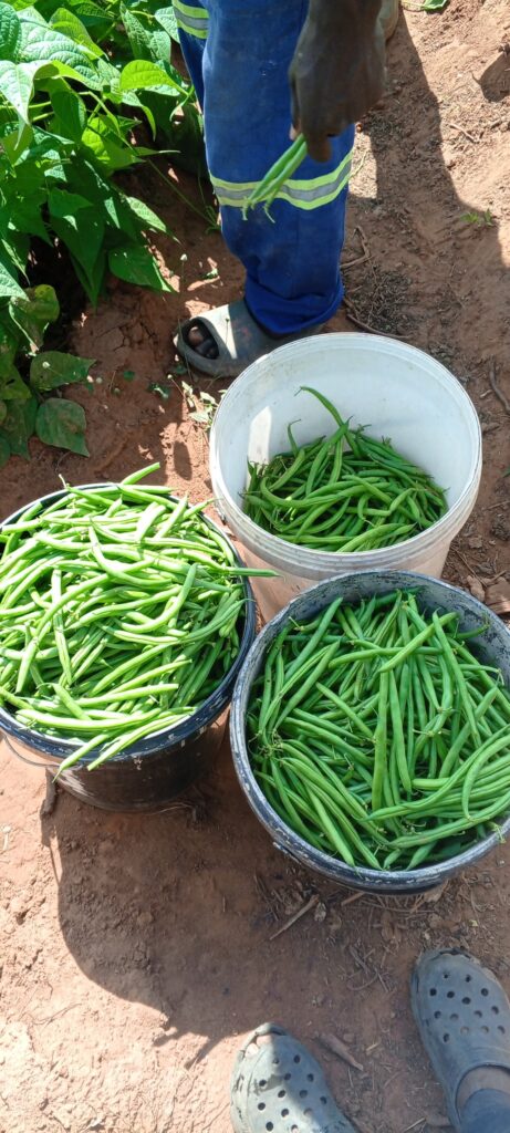 farming 4